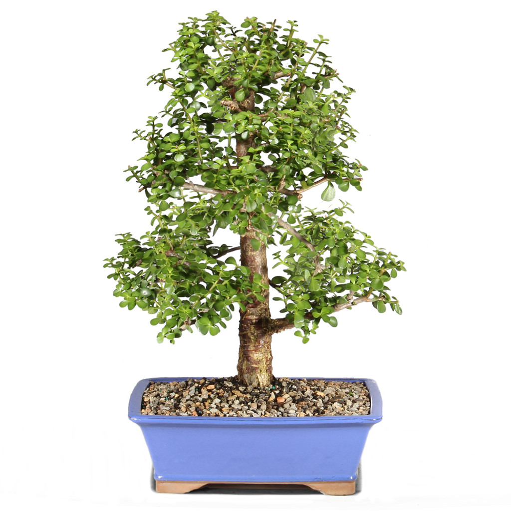 Dwarf Jade - ST5723DJ-M