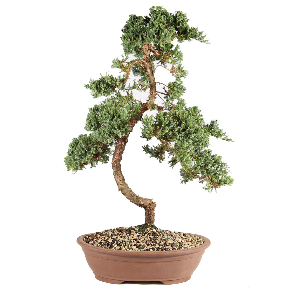 a bonsai tree in a pot