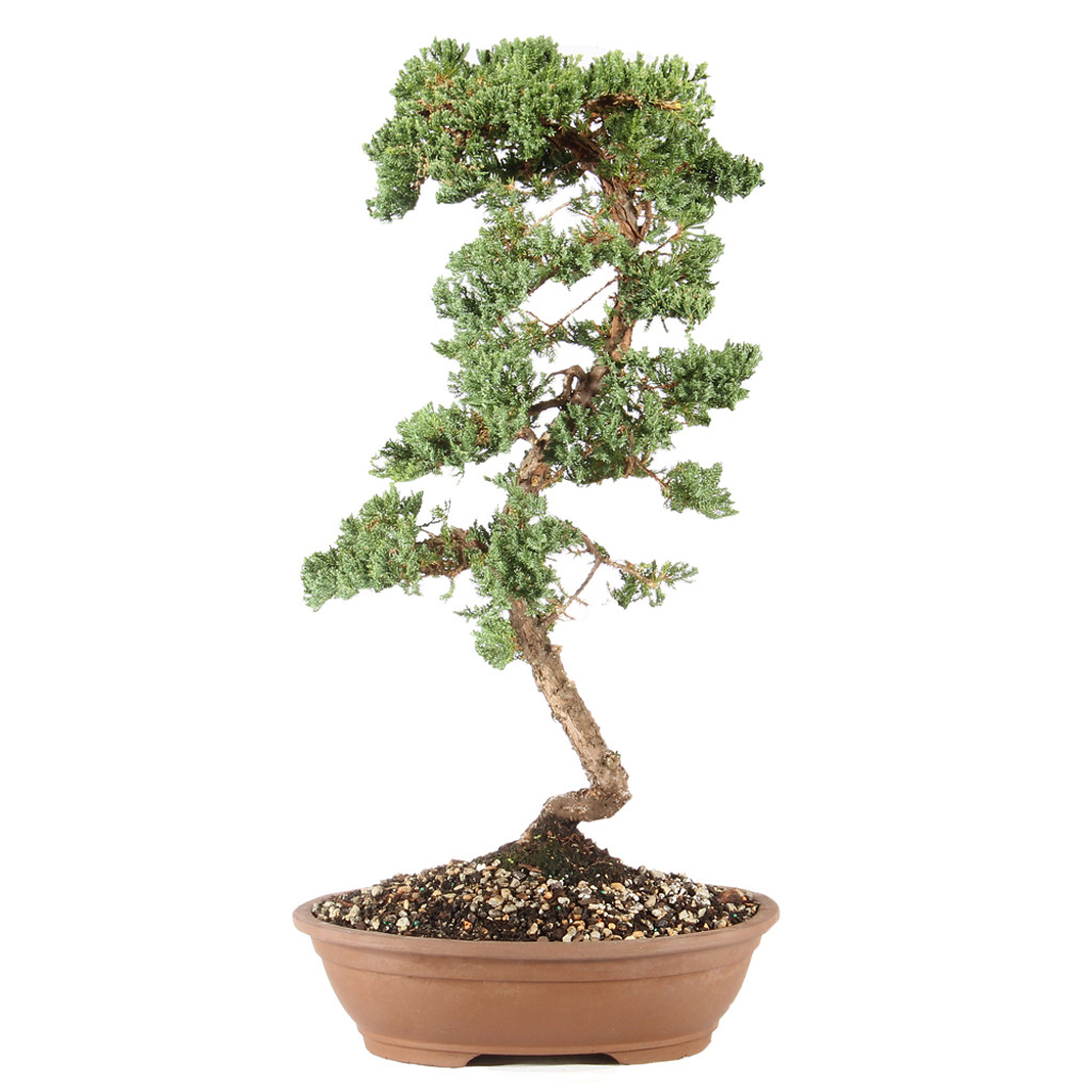 Green Mound Juniper - ST6224GMJ-P
