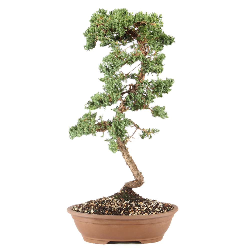 a bonsai tree in a pot