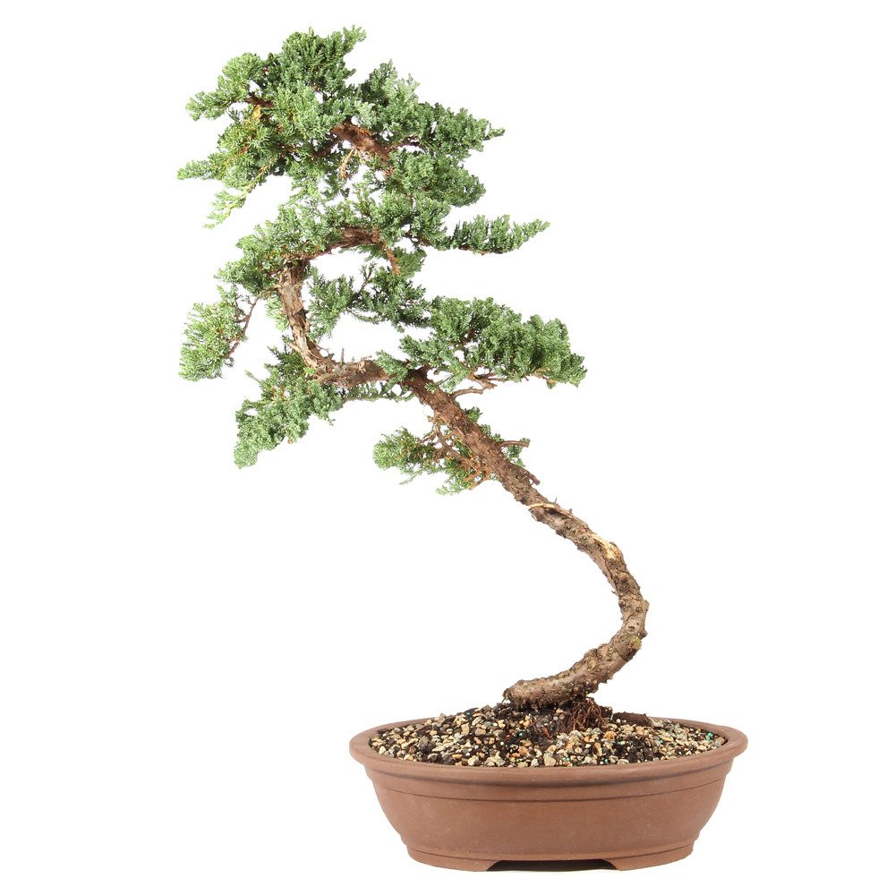 a bonsai tree in a pot