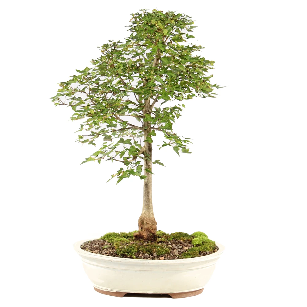 a tree in a pot