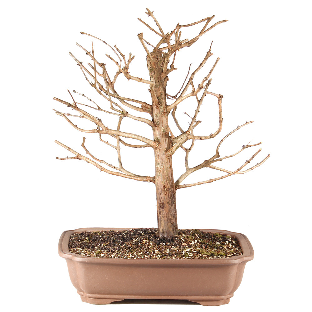 a tree in a pot