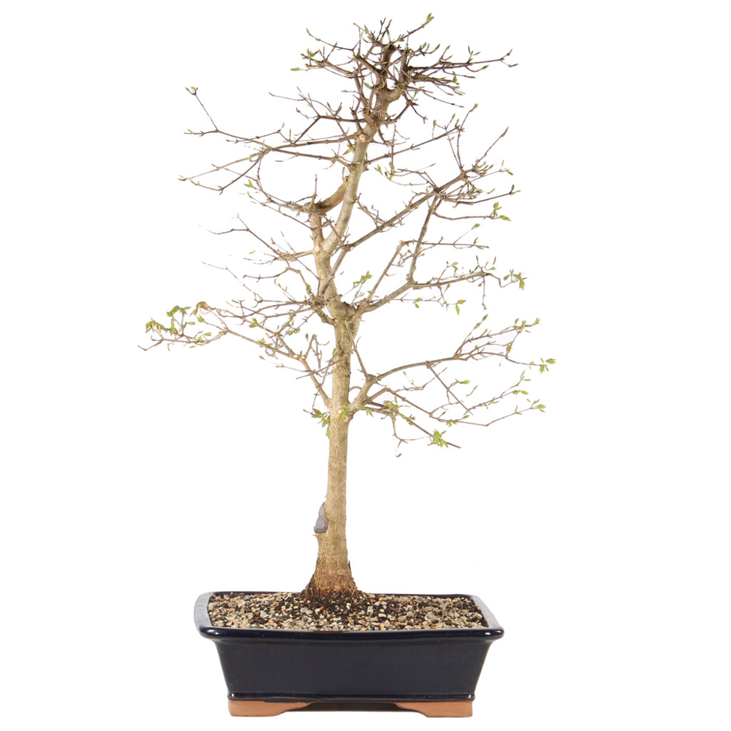 Trident Maple - ST2225TM-N