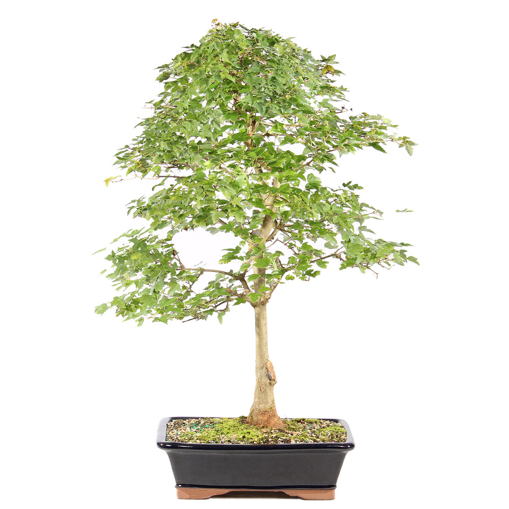 a tree in a pot