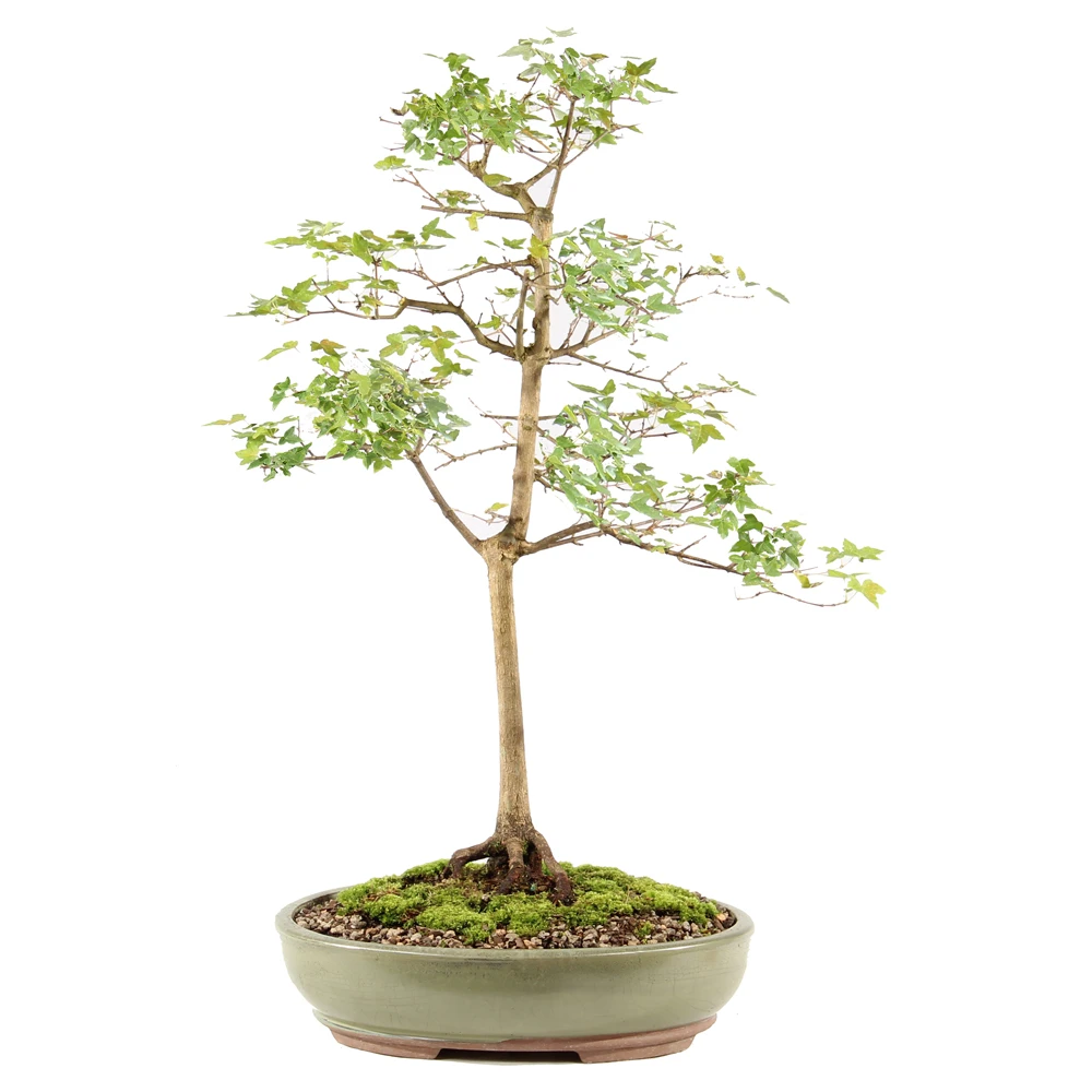 a small tree in a pot