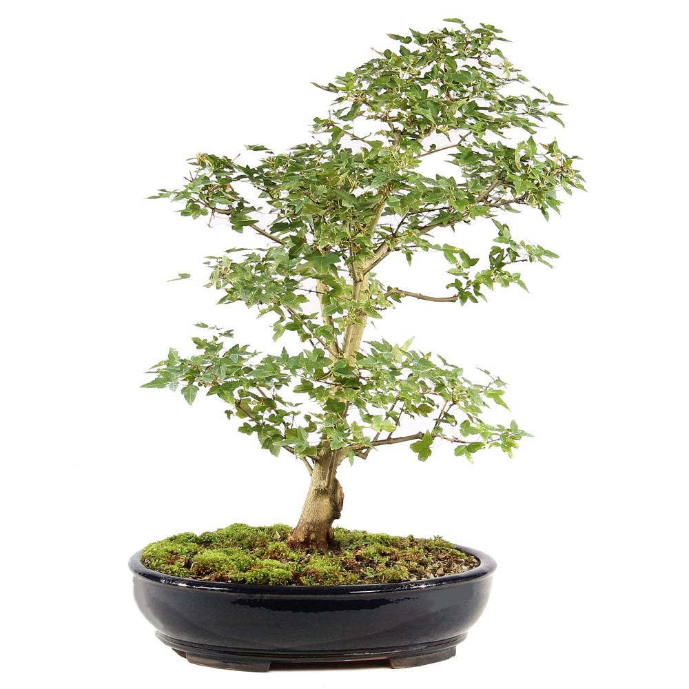 Trident Maple - ST0625TM-U