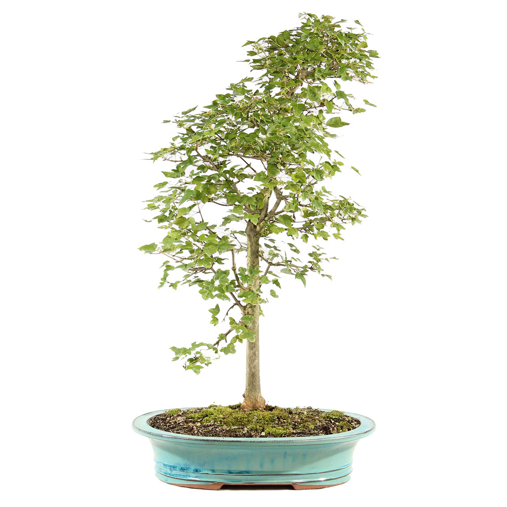 a small tree in a pot