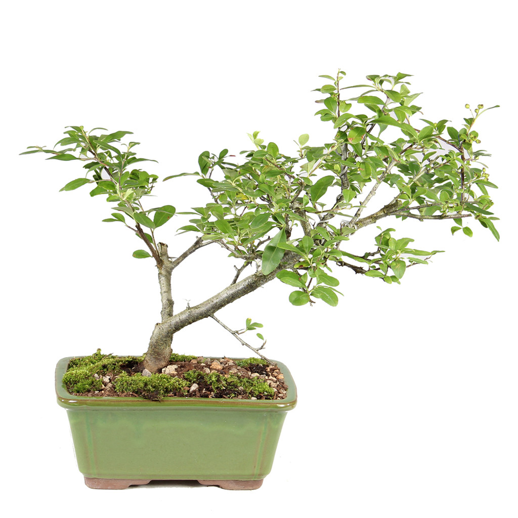 Pyracantha - ST2125DP-G