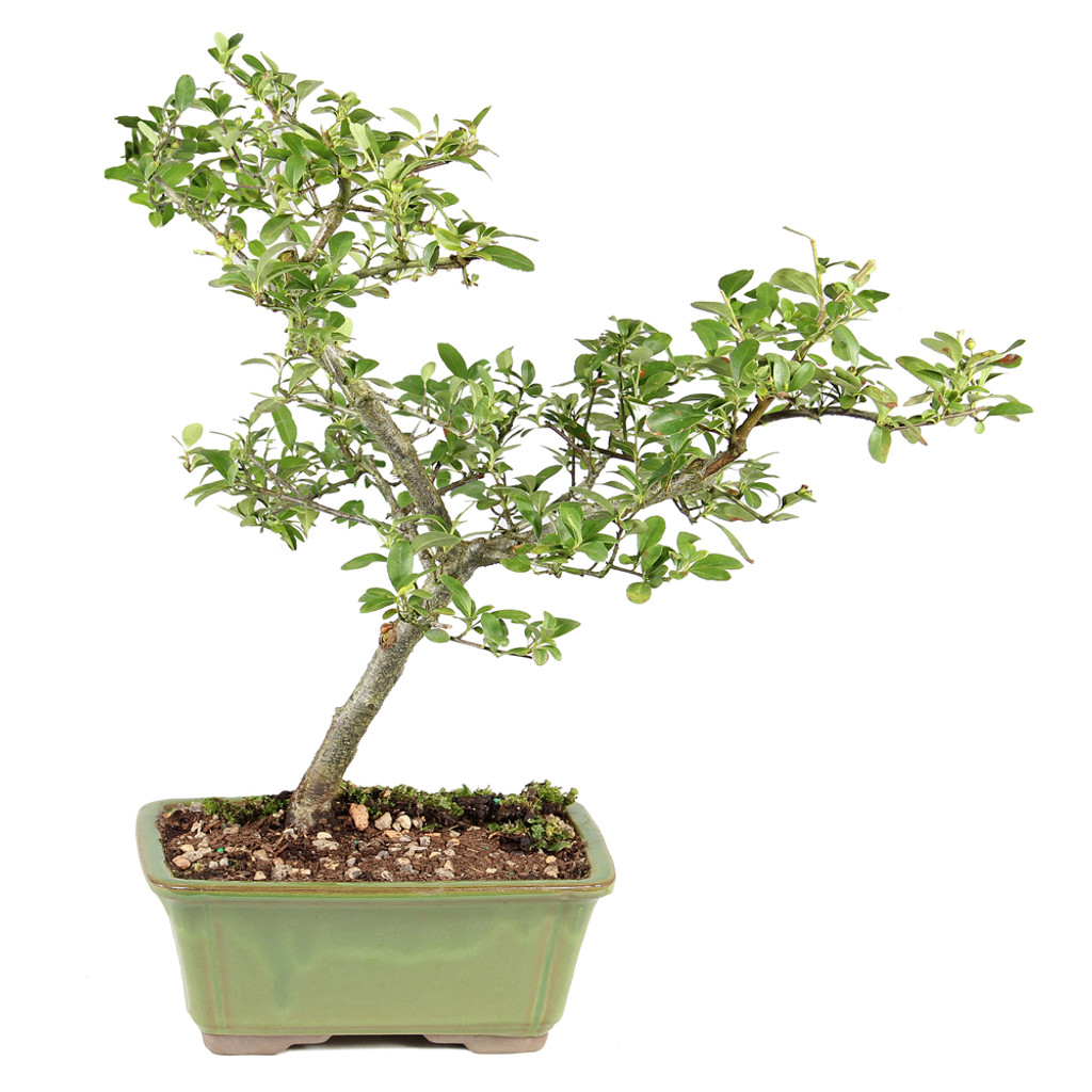 Pyracantha - ST2125DP-H