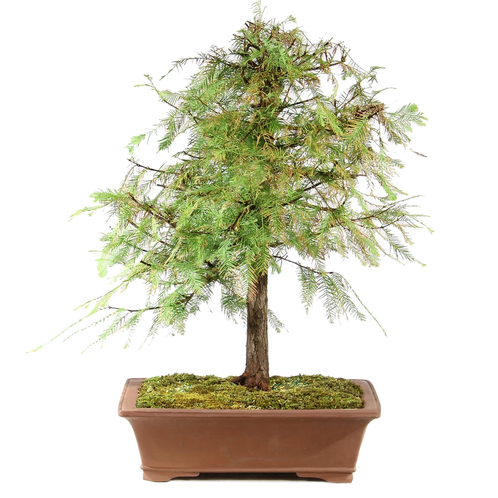 a tree in a pot