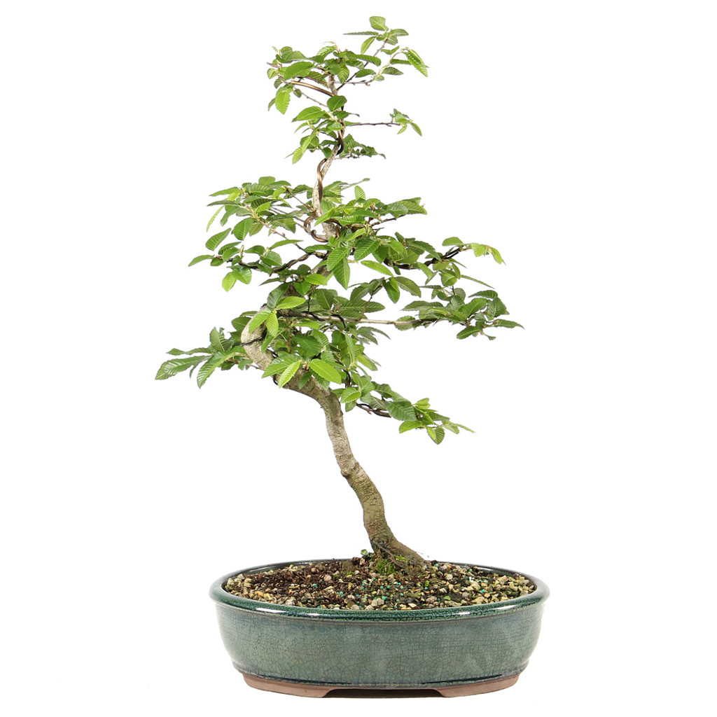 Korean Hornbeam - ST0225KH-F