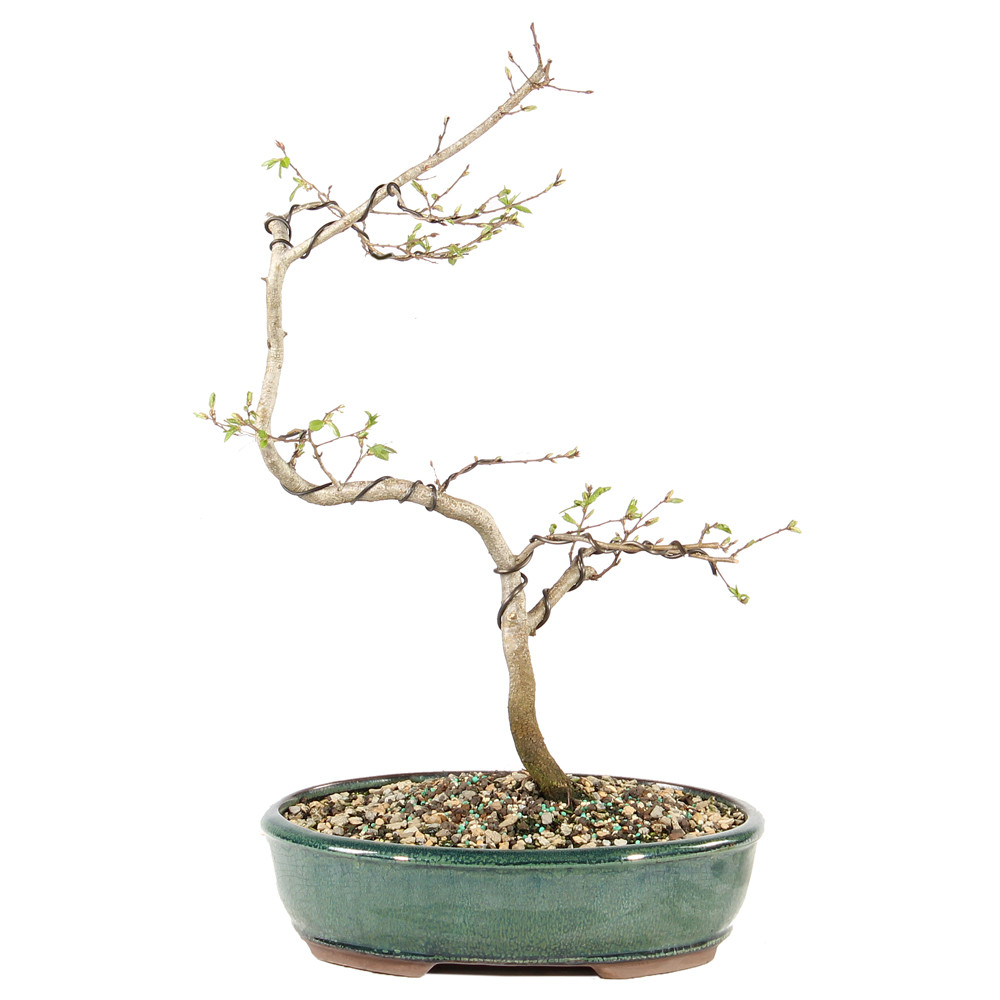 Korean Hornbeam - ST0225KH-H