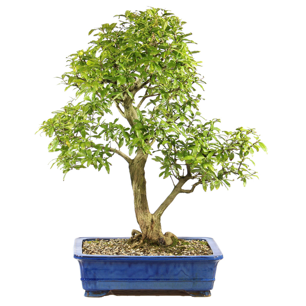 Pomegranate - ST2425PG-D