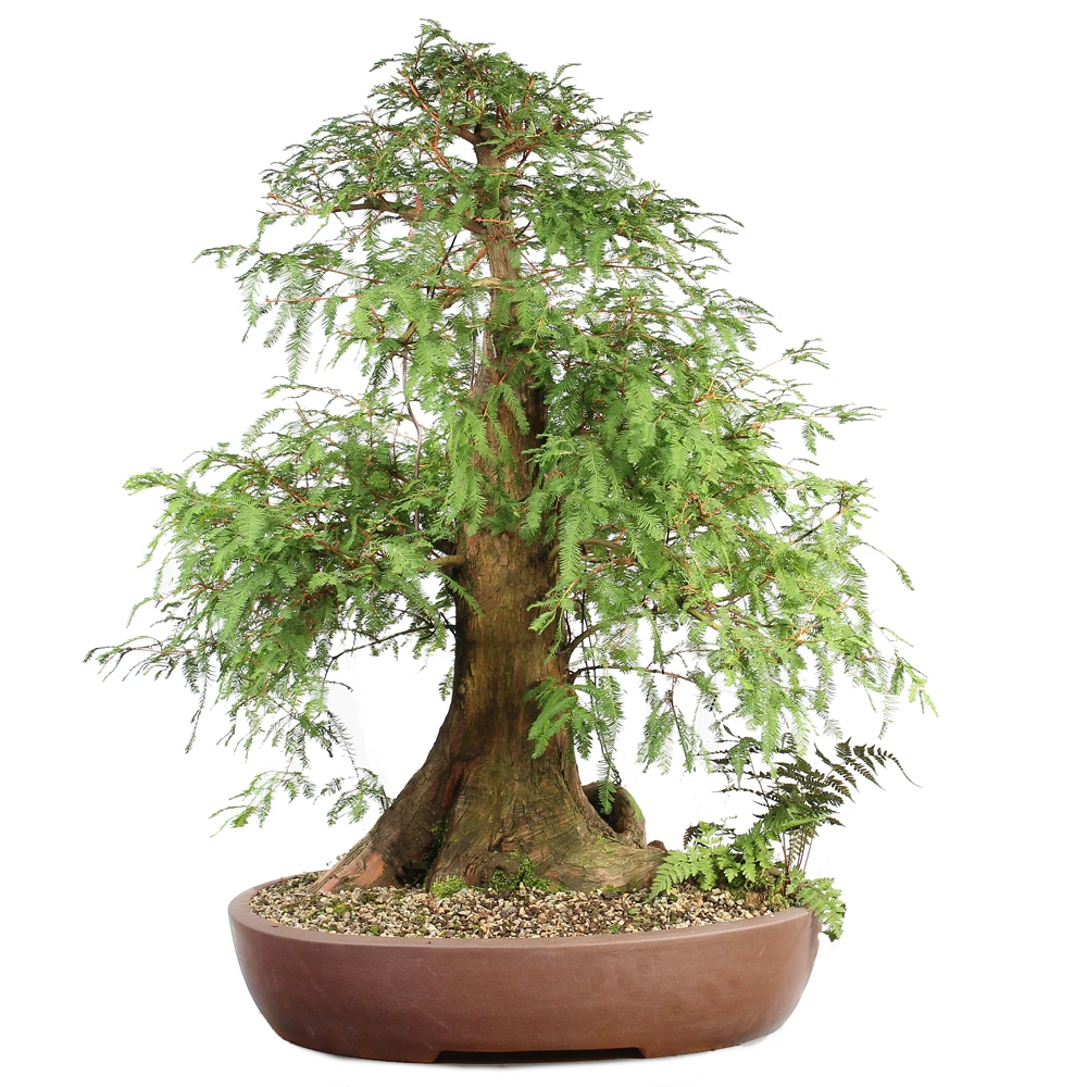 a tree in a pot