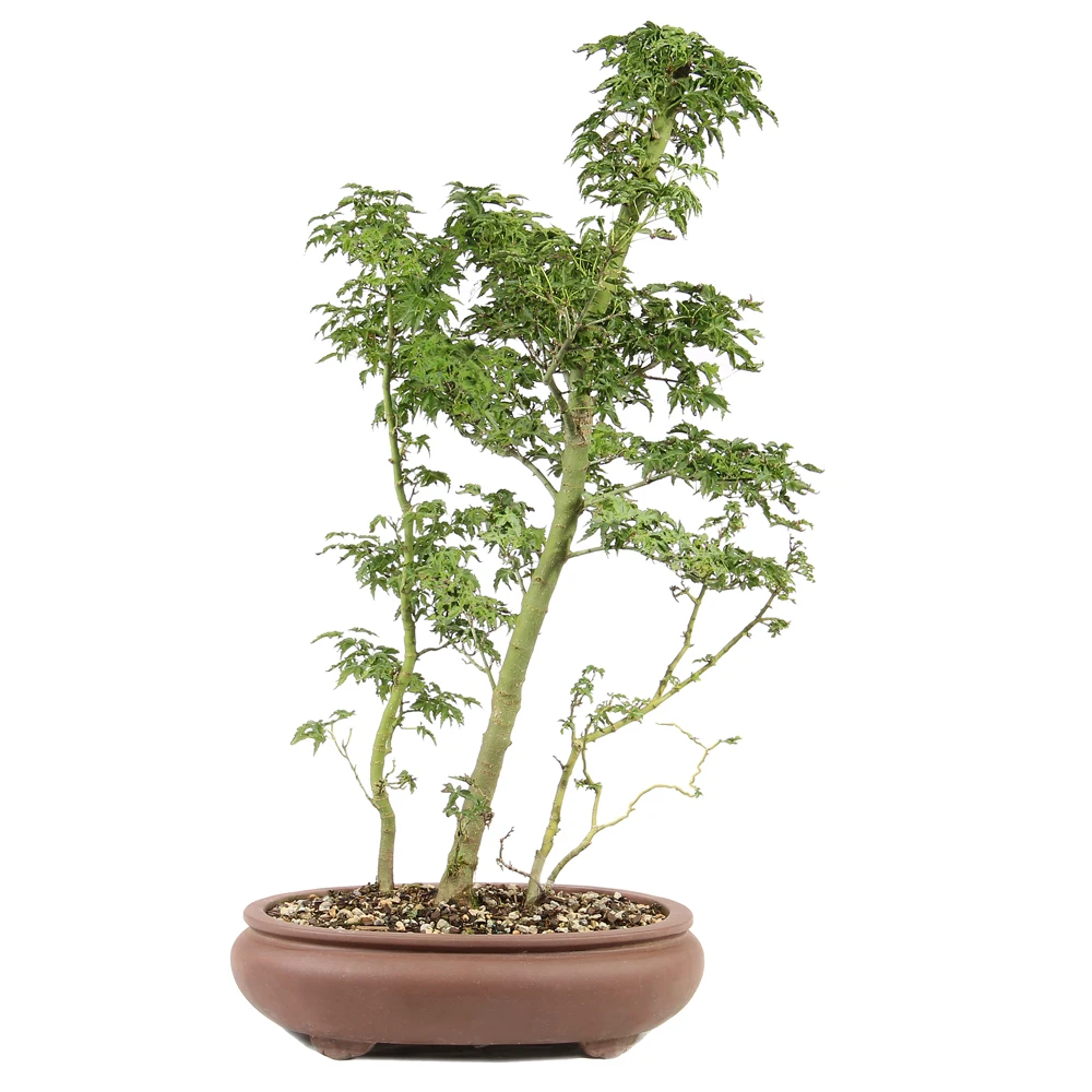 a plant in a pot
