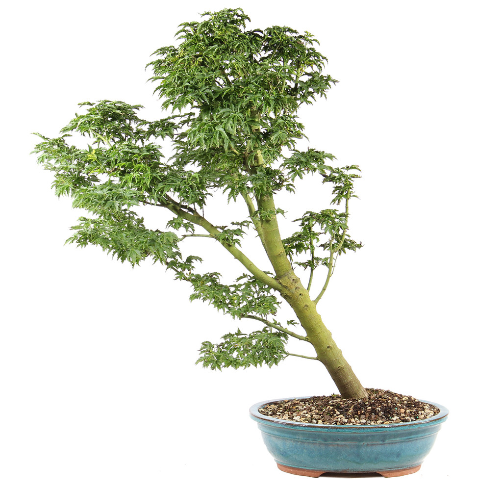 a tree in a pot