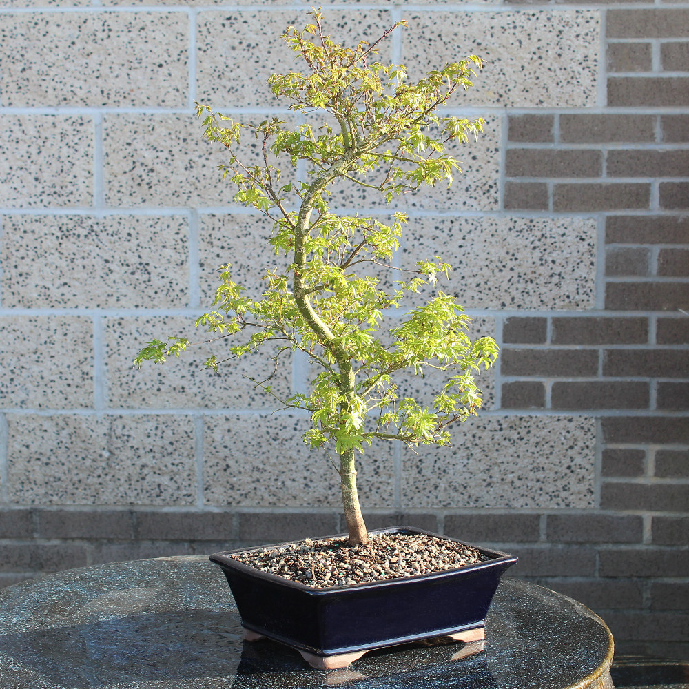 a small tree in a pot