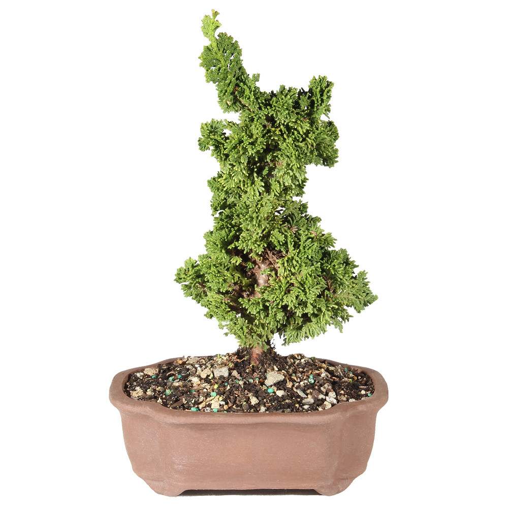 Small Arborvitae in a ceramic contianer 