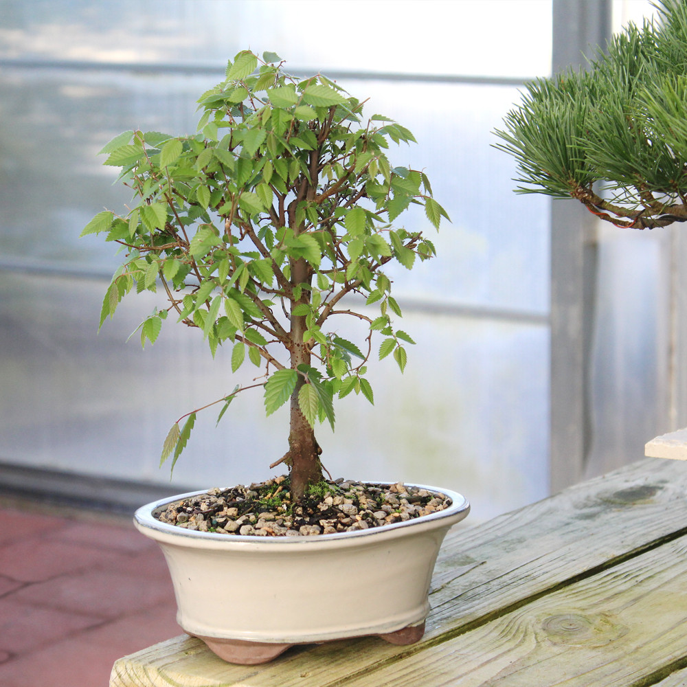 Medium Zelkova outdoor tree 