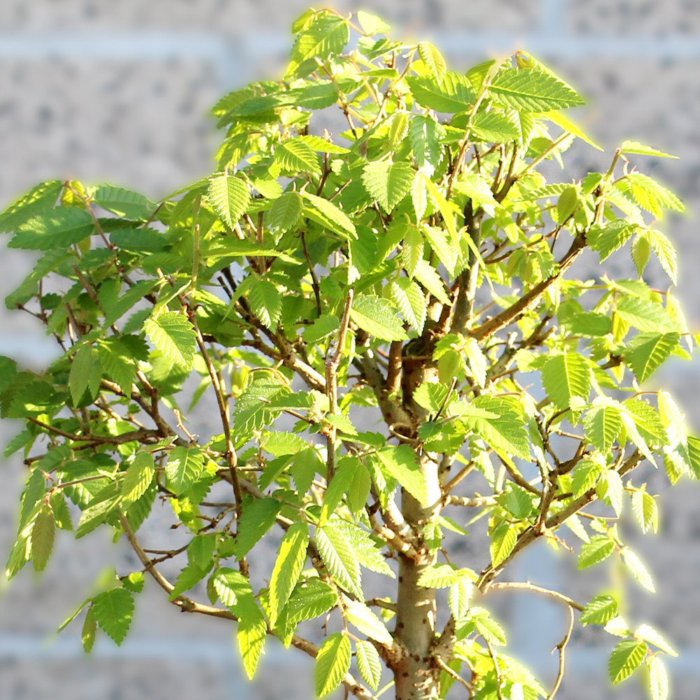 Medium Zelkova foliage view 