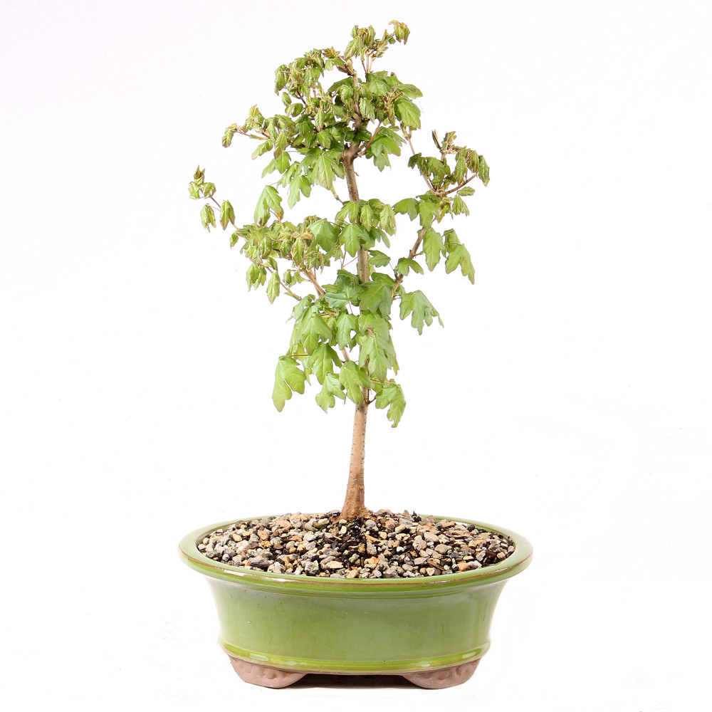 a small tree in a pot