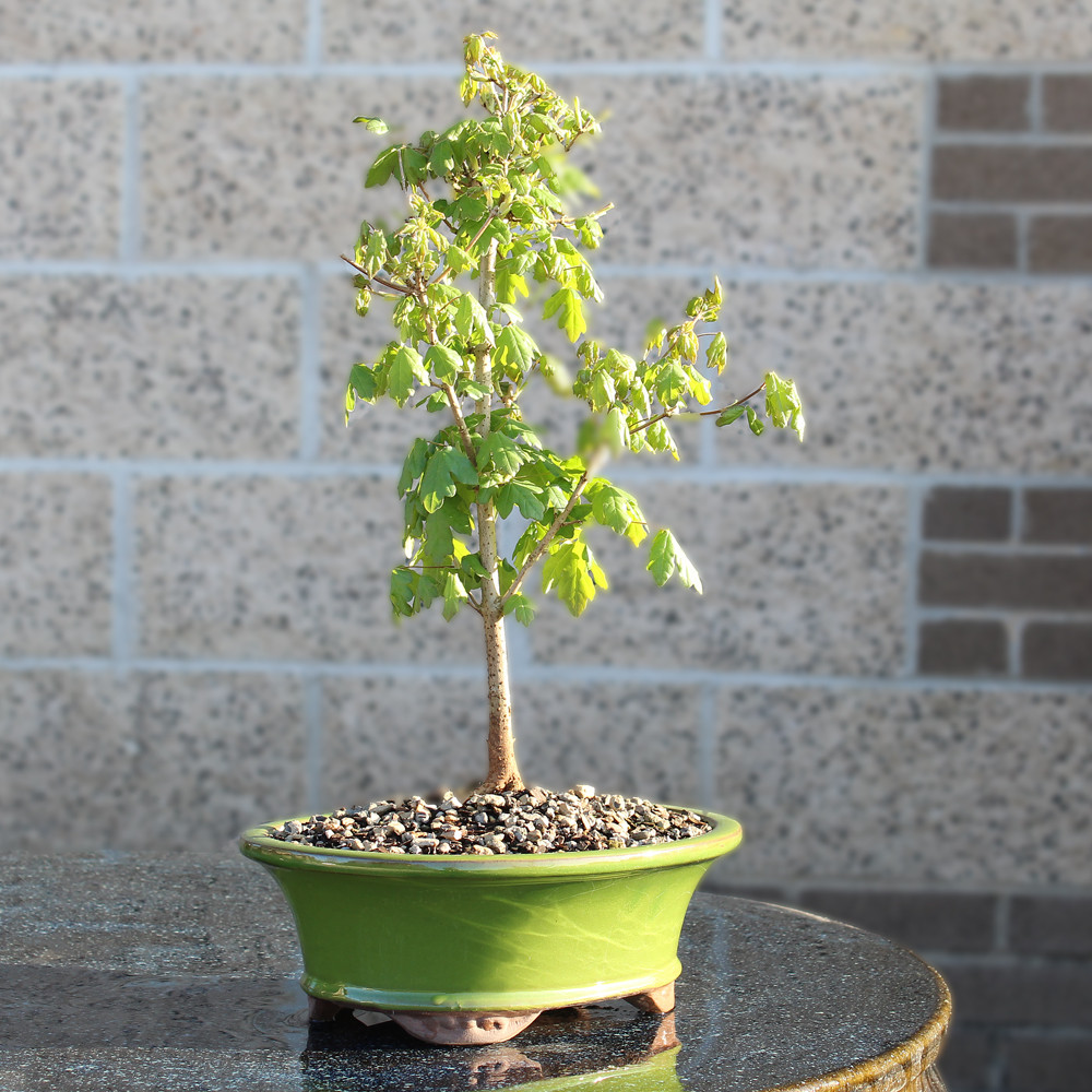 Hedge Maple - DT0724HM - Brussel's Bonsai