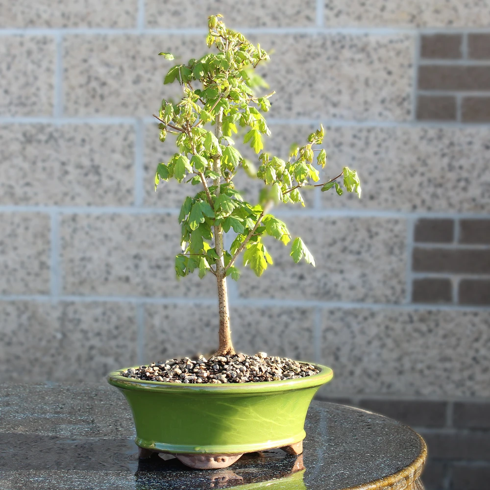a small tree in a pot
