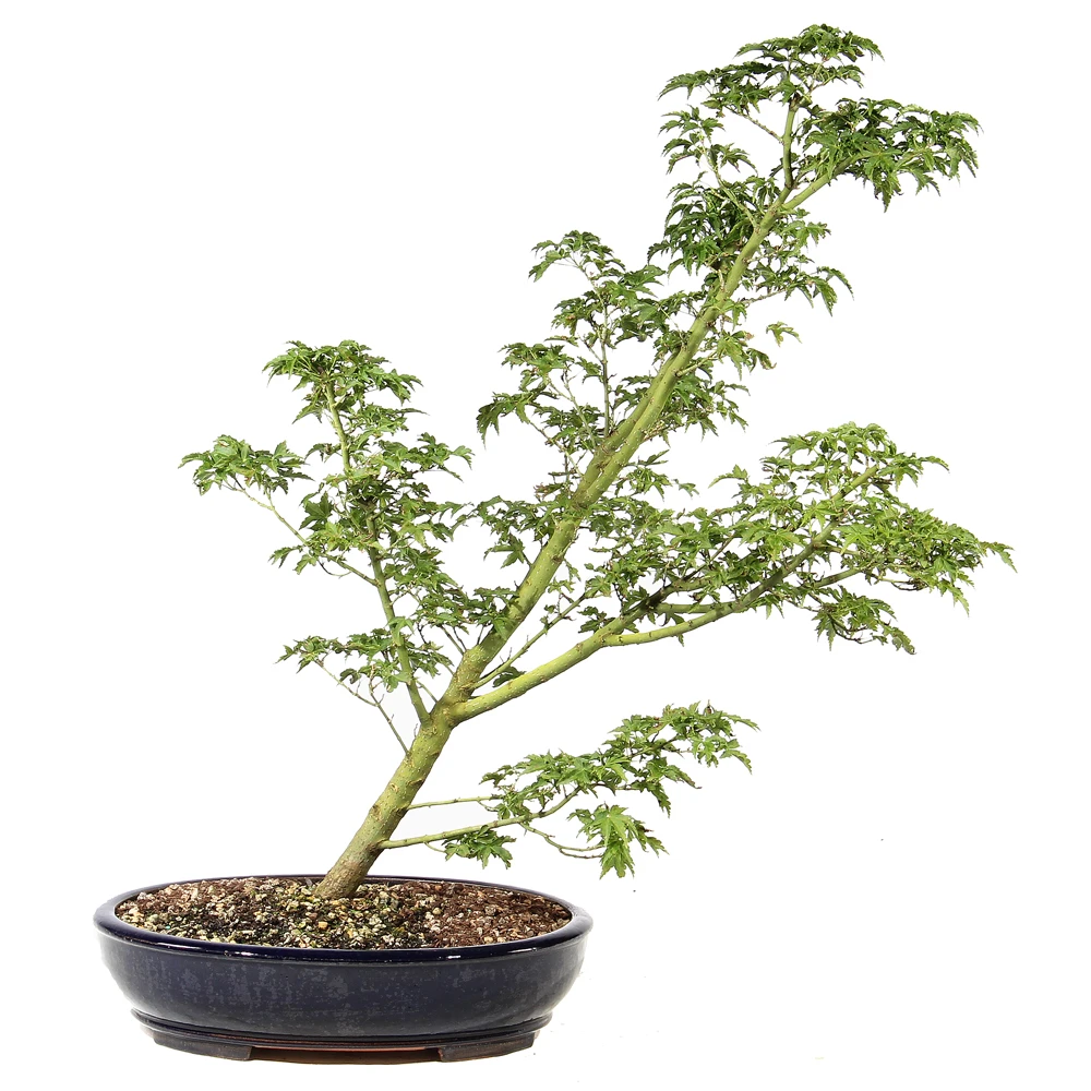 a small tree in a pot