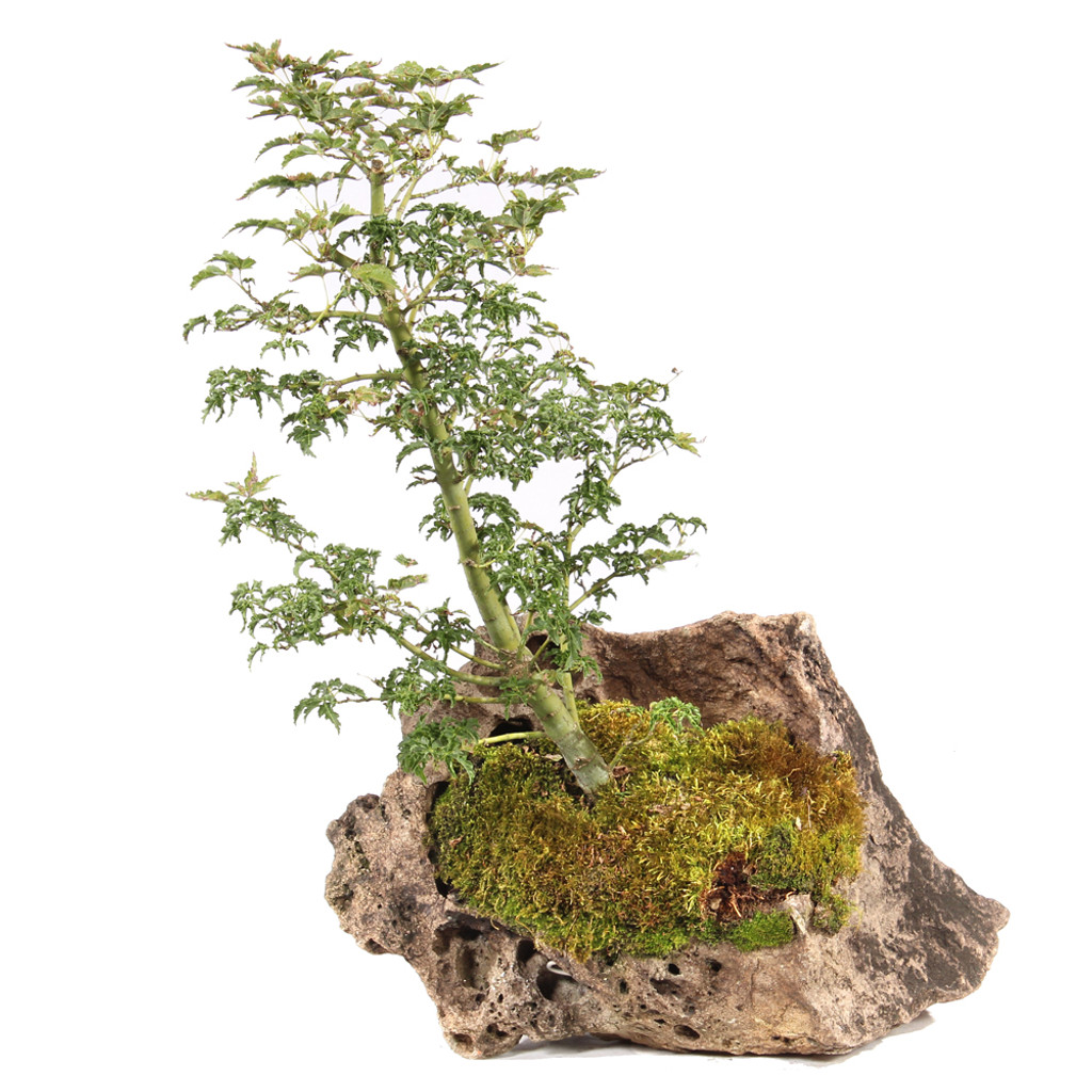 Japanese Maple - ST4725JMSG-B