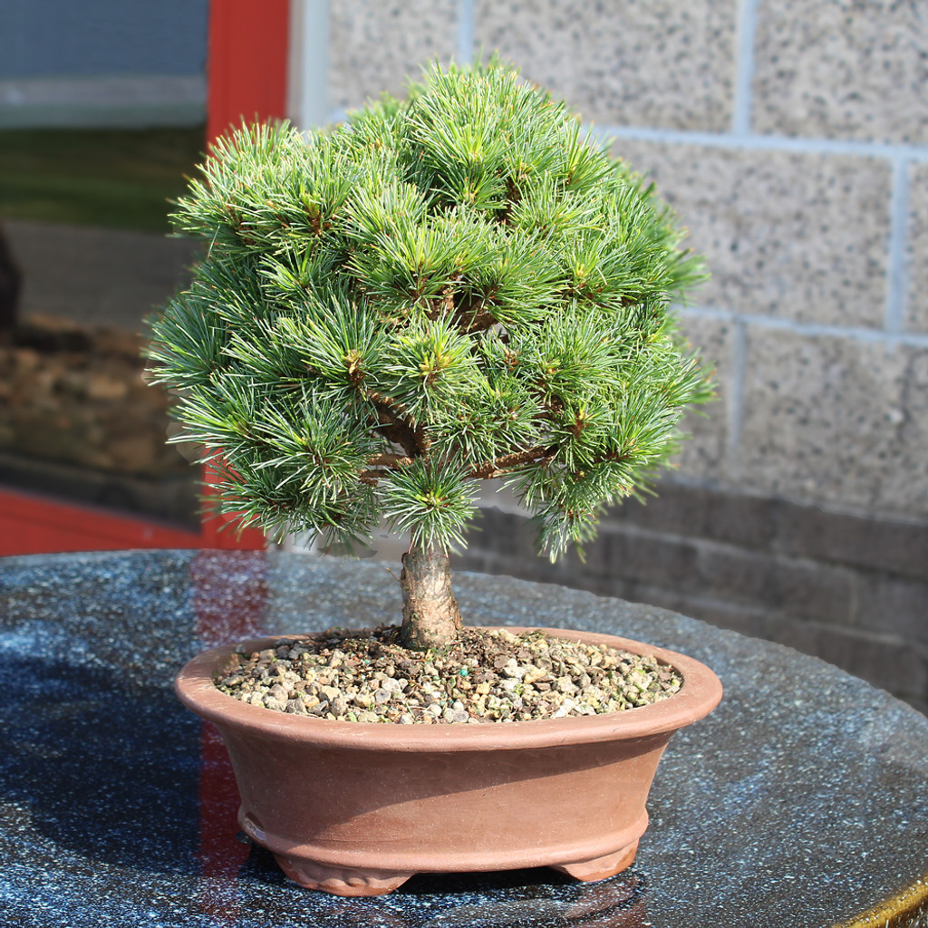 White Pine Catherine Elizabeth -DT0725CEP
