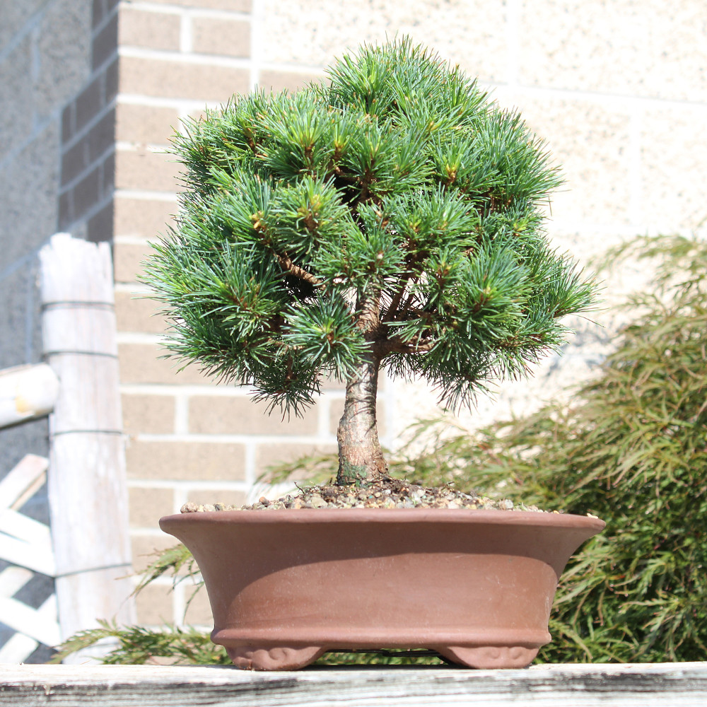 a small tree in a pot