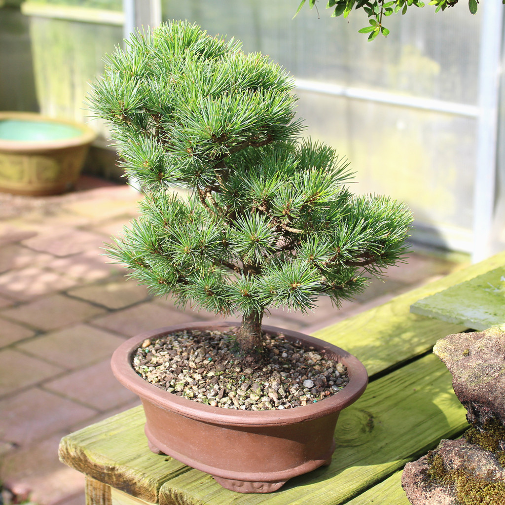 White Pine Catherine Elizabeth -DT0725CEP