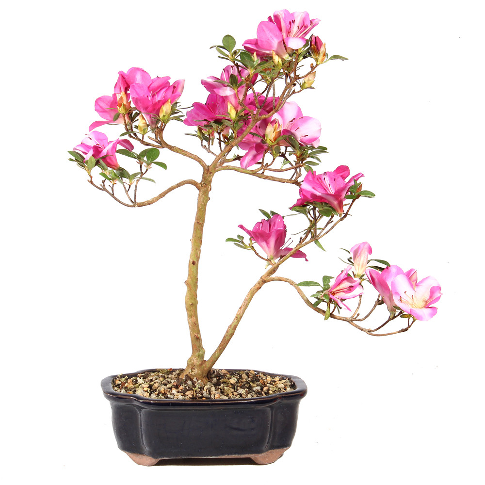 Satsuki Azalea - ST5325SA-P - Brussel's Bonsai