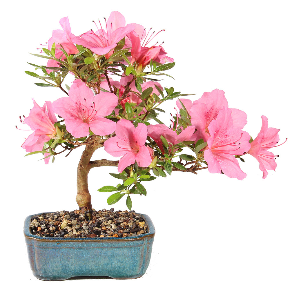 Satsuki Azalea - ST6025SA-Z - Brussel's Bonsai