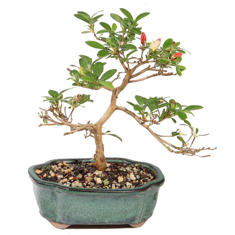 SASA✴︎ Satsuki Azalea - ST6625SA-L - Brussel's Bonsai