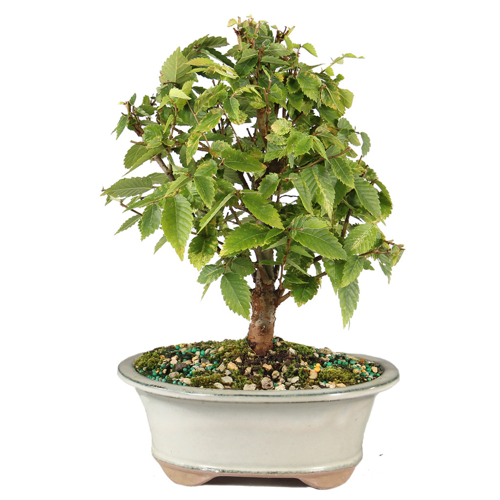 Zelkova - ST7025ZS-Q