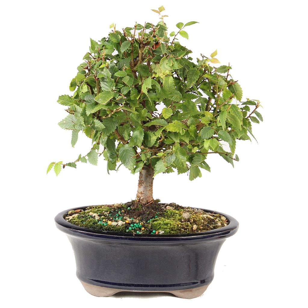 Zelkova - ST7025ZS-X