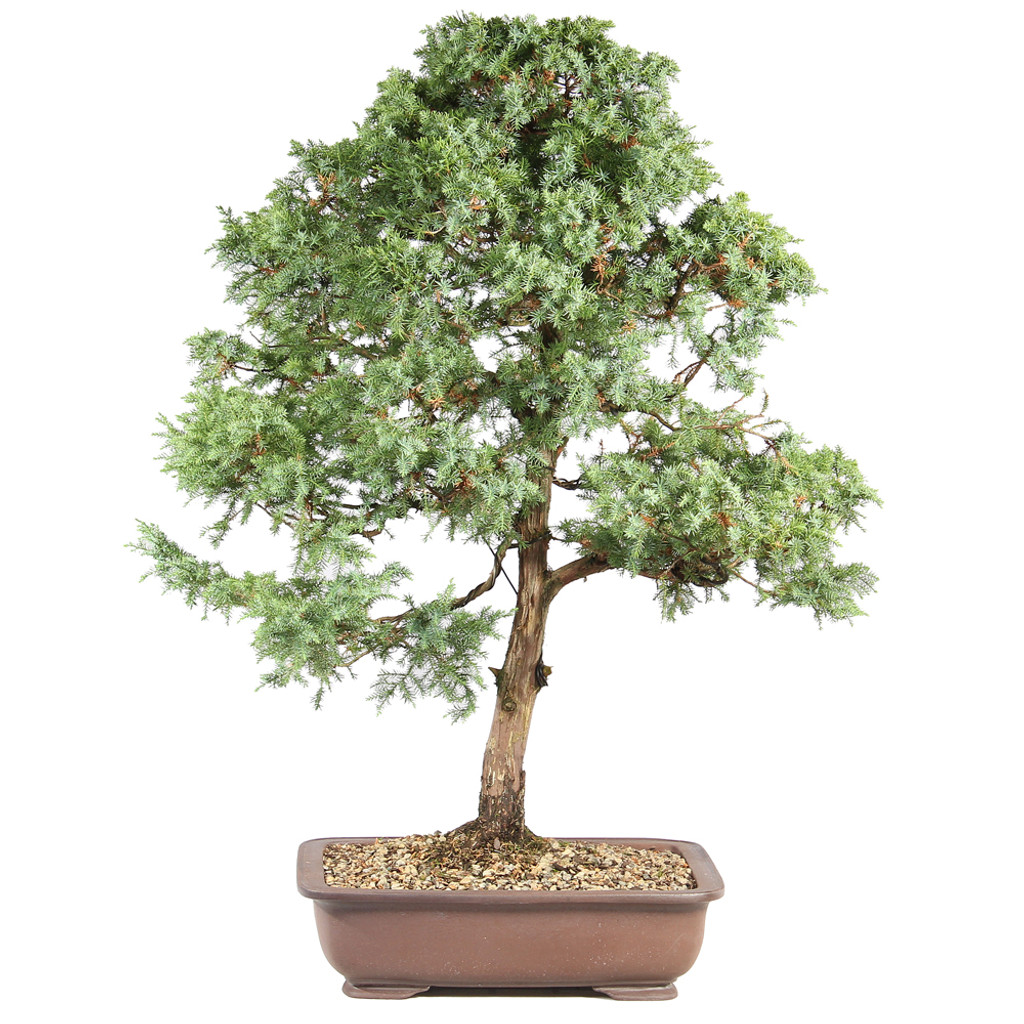 Fomenia Juniper -ST7125FJ-C