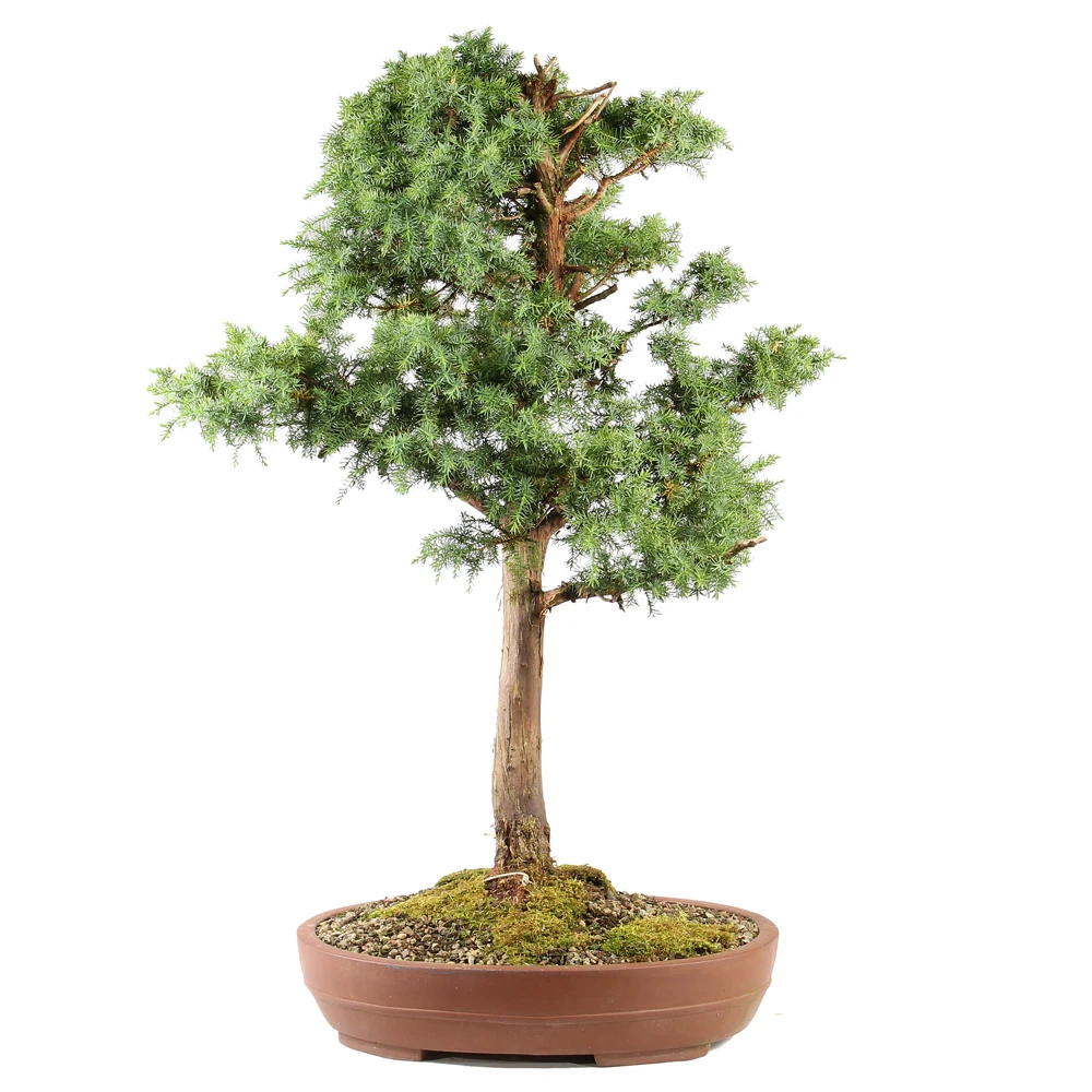 a small tree in a pot
