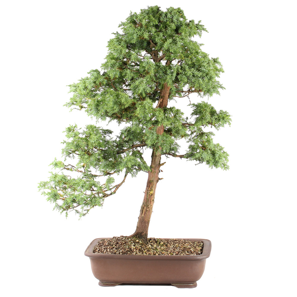 a tree in a pot