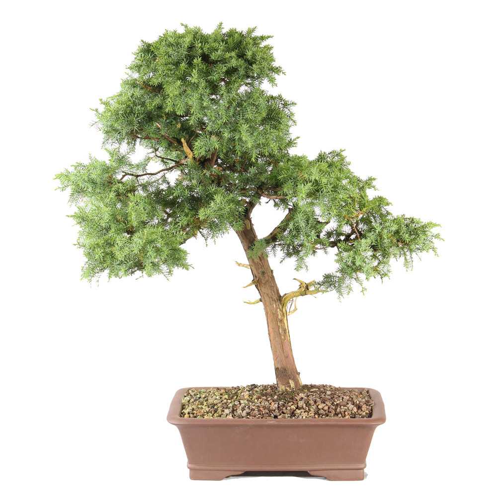 a small tree in a pot