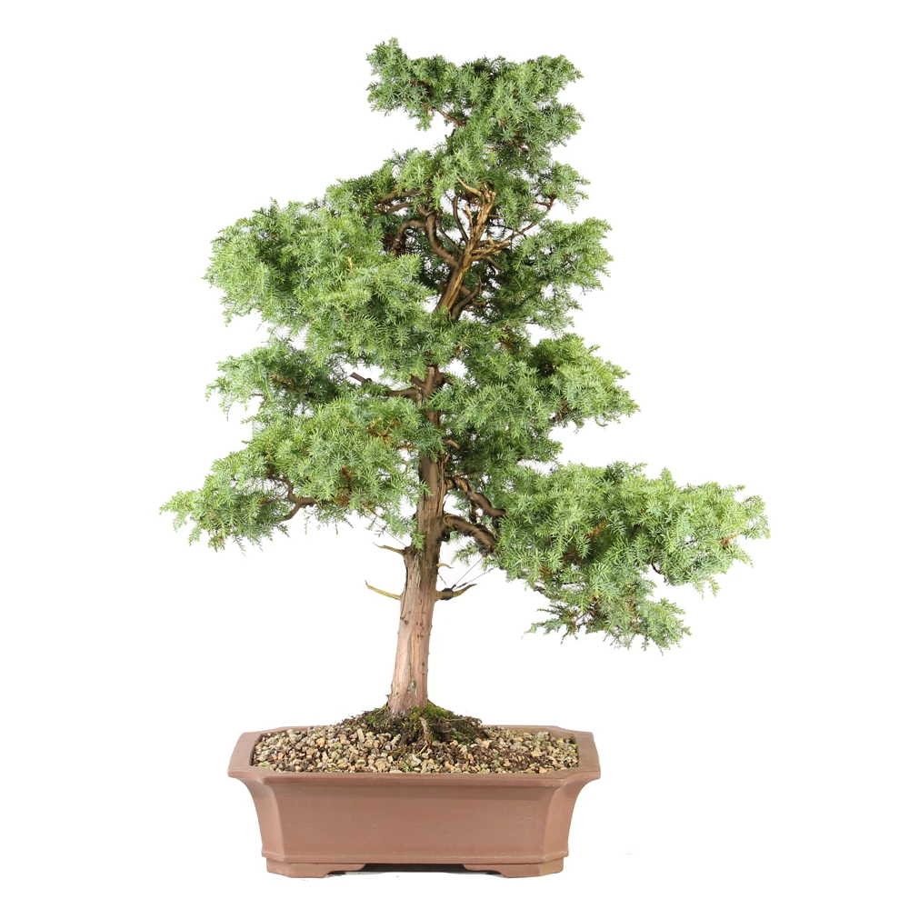 a small tree in a pot