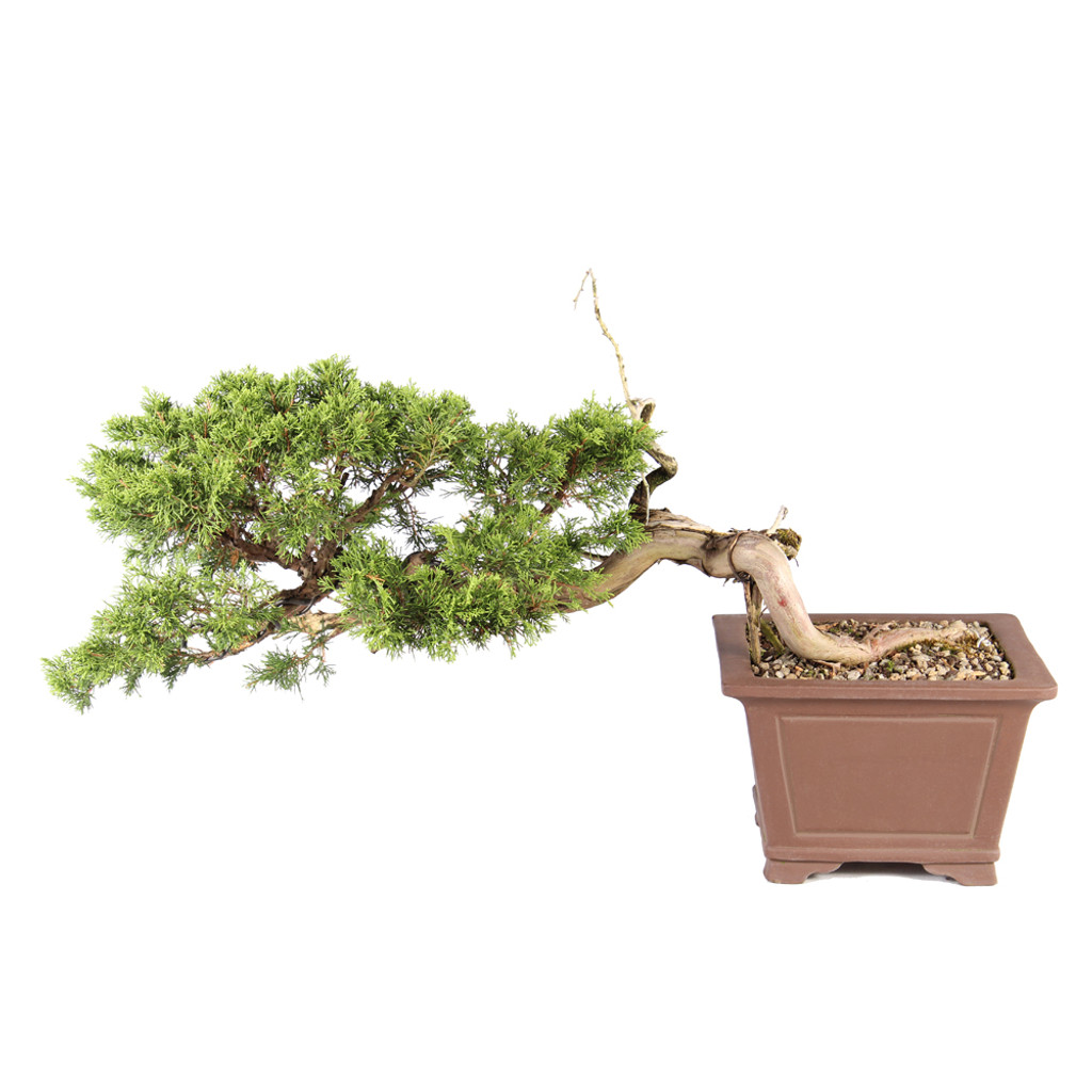 Shimpaku Juniper - ST7425SJ-A