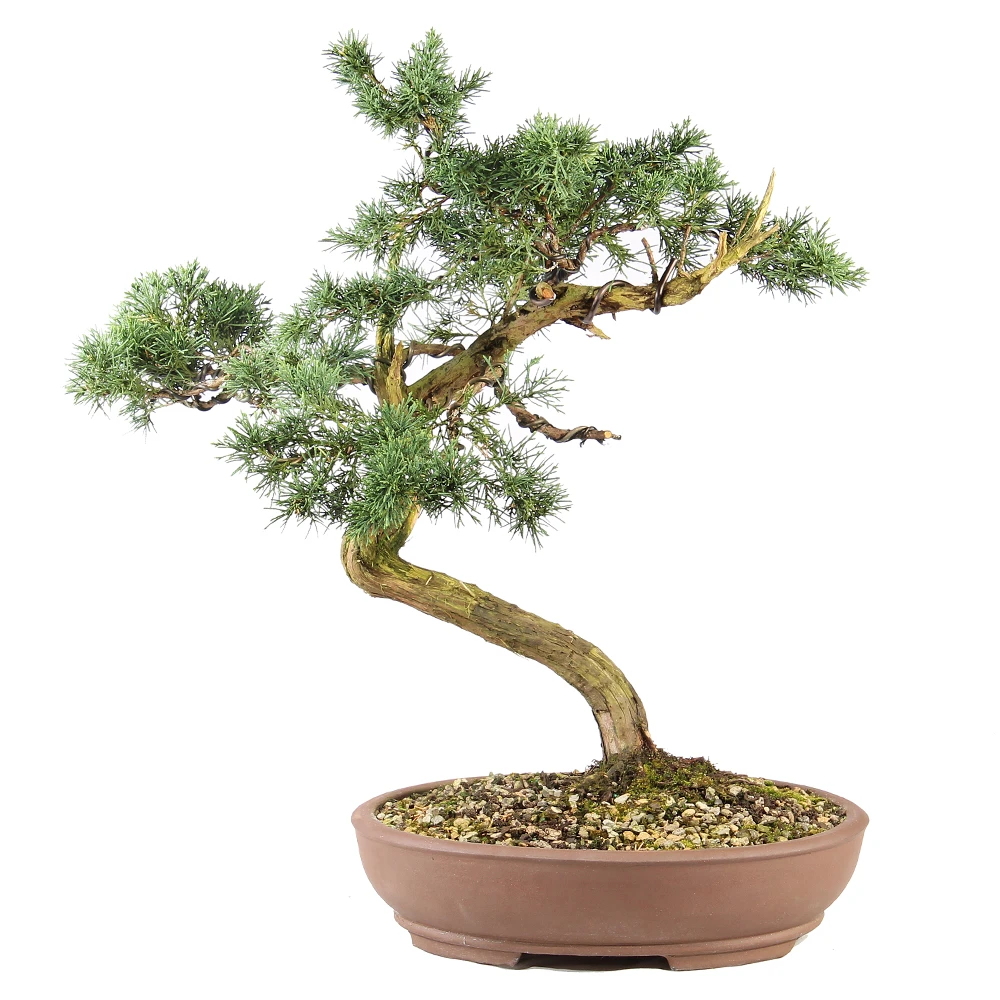 a bonsai tree in a pot