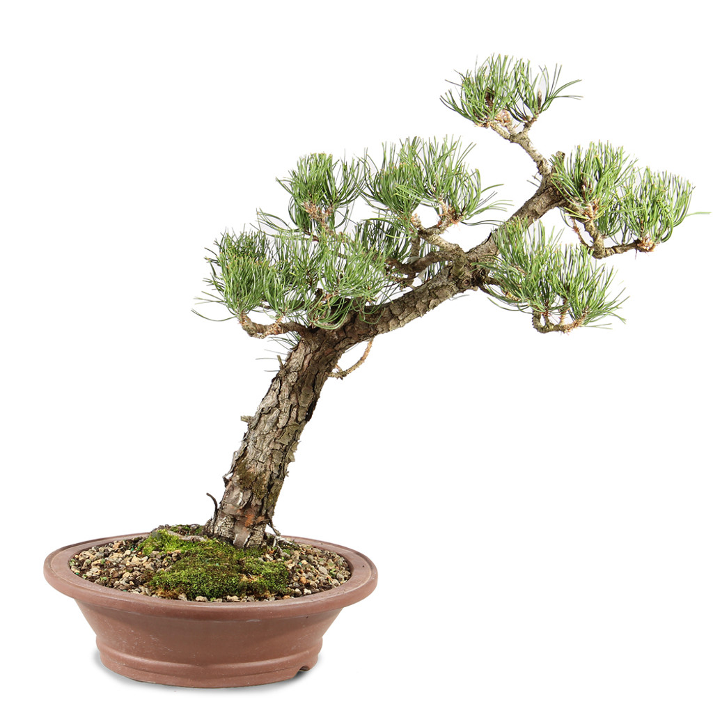 Japanese Black Pine - ST8225JBP-A