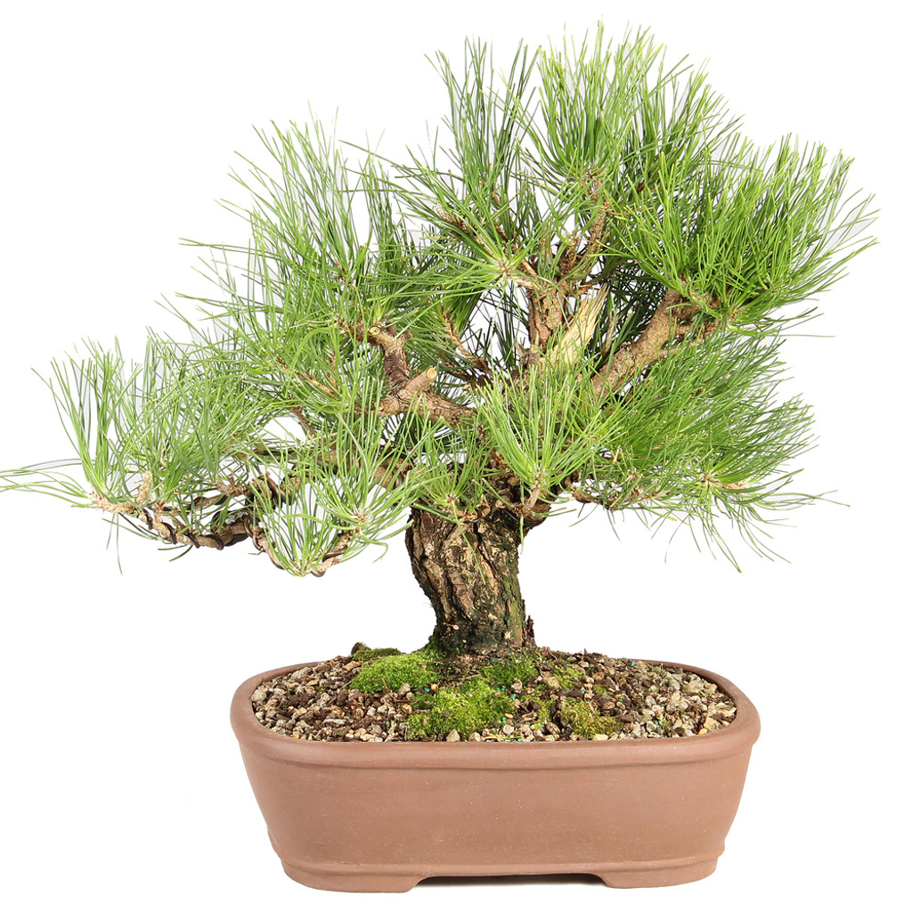 Japanese Black Pine - ST8325JBP-A