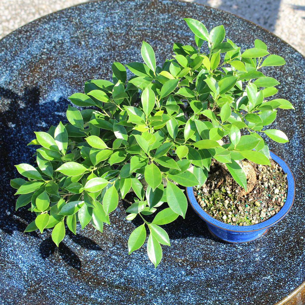 イチジクの大苗。Golden side UCR278-128 Golden Gate Ficus - CT0225GGF - Brussel's Bonsai