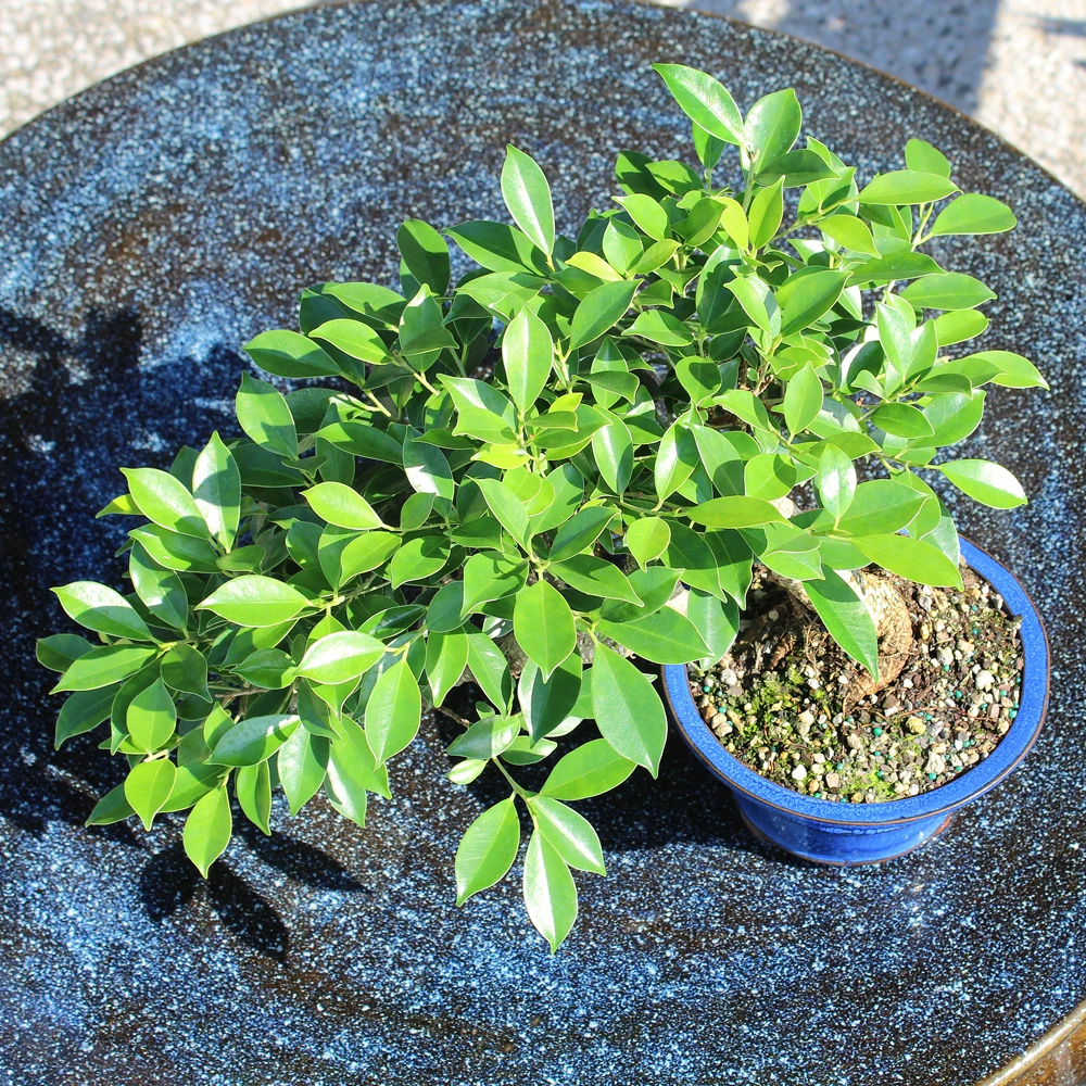 Golden Gate Ficus foliage view