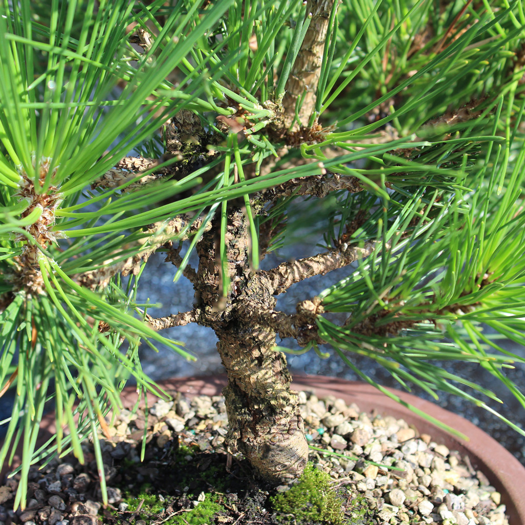 Japanese Black Pine - DT0825JBPN